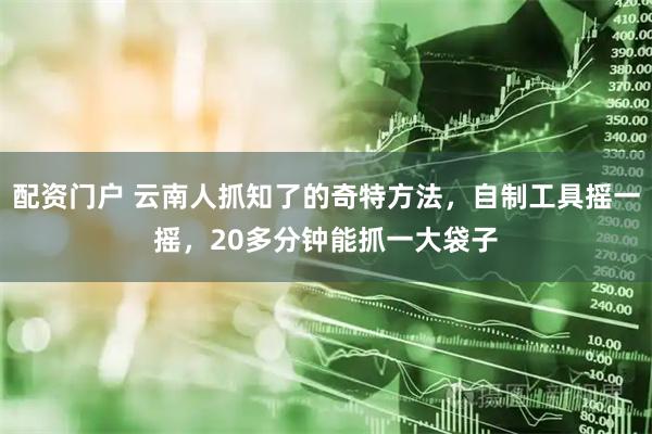 配资门户 云南人抓知了的奇特方法，自制工具摇一摇，20多分钟能抓一大袋子